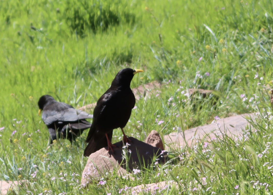 Yellow-billed Chough - ML641180795