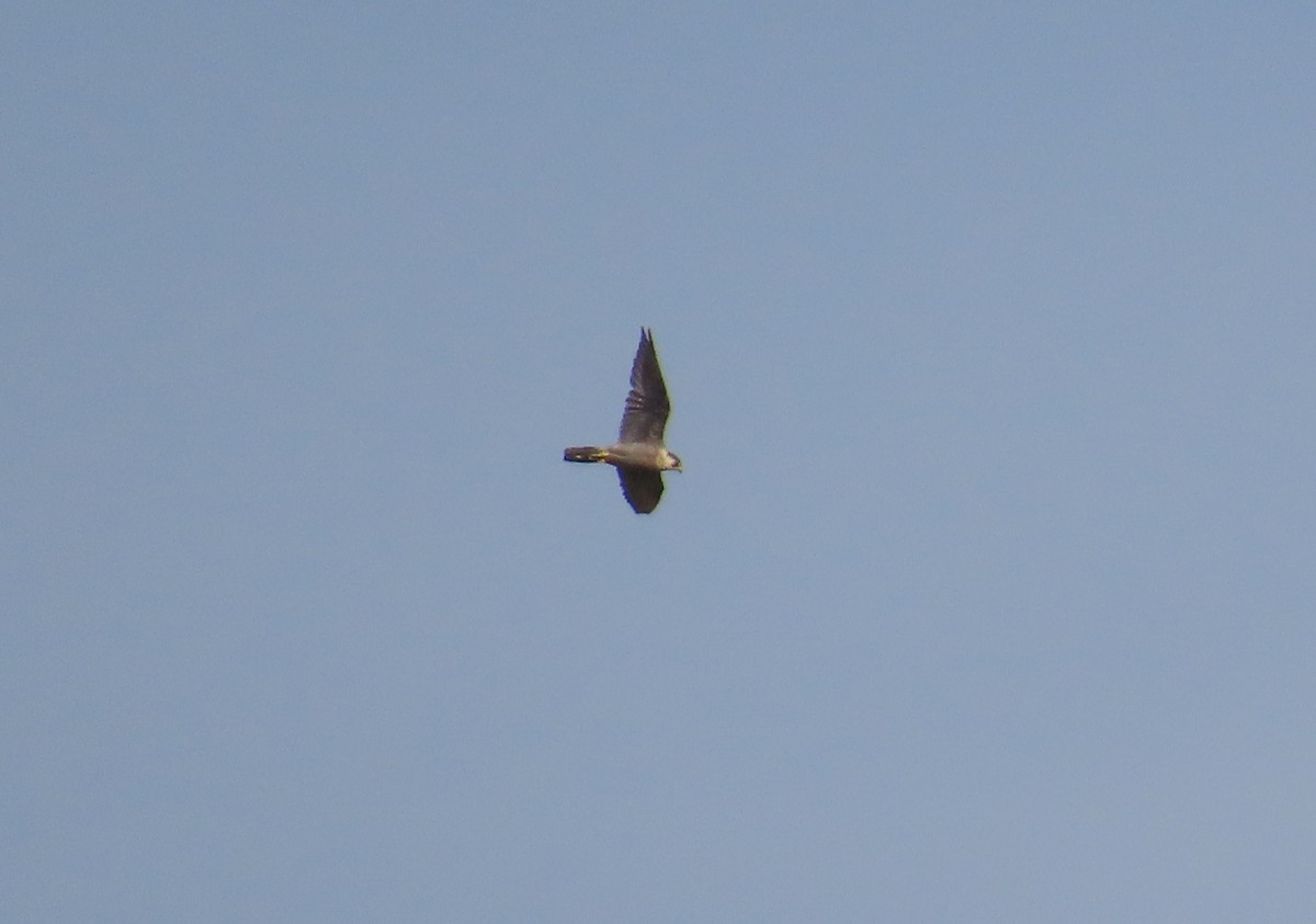 Wanderfalke - ML641180823