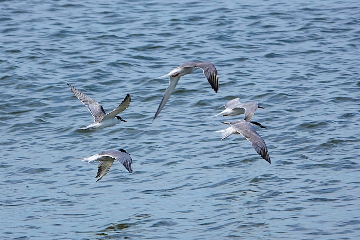 Sterne pierregarin - ML641180859