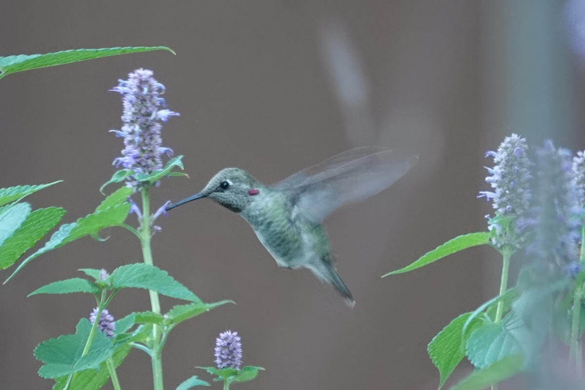 Anna's Hummingbird - ML641180881