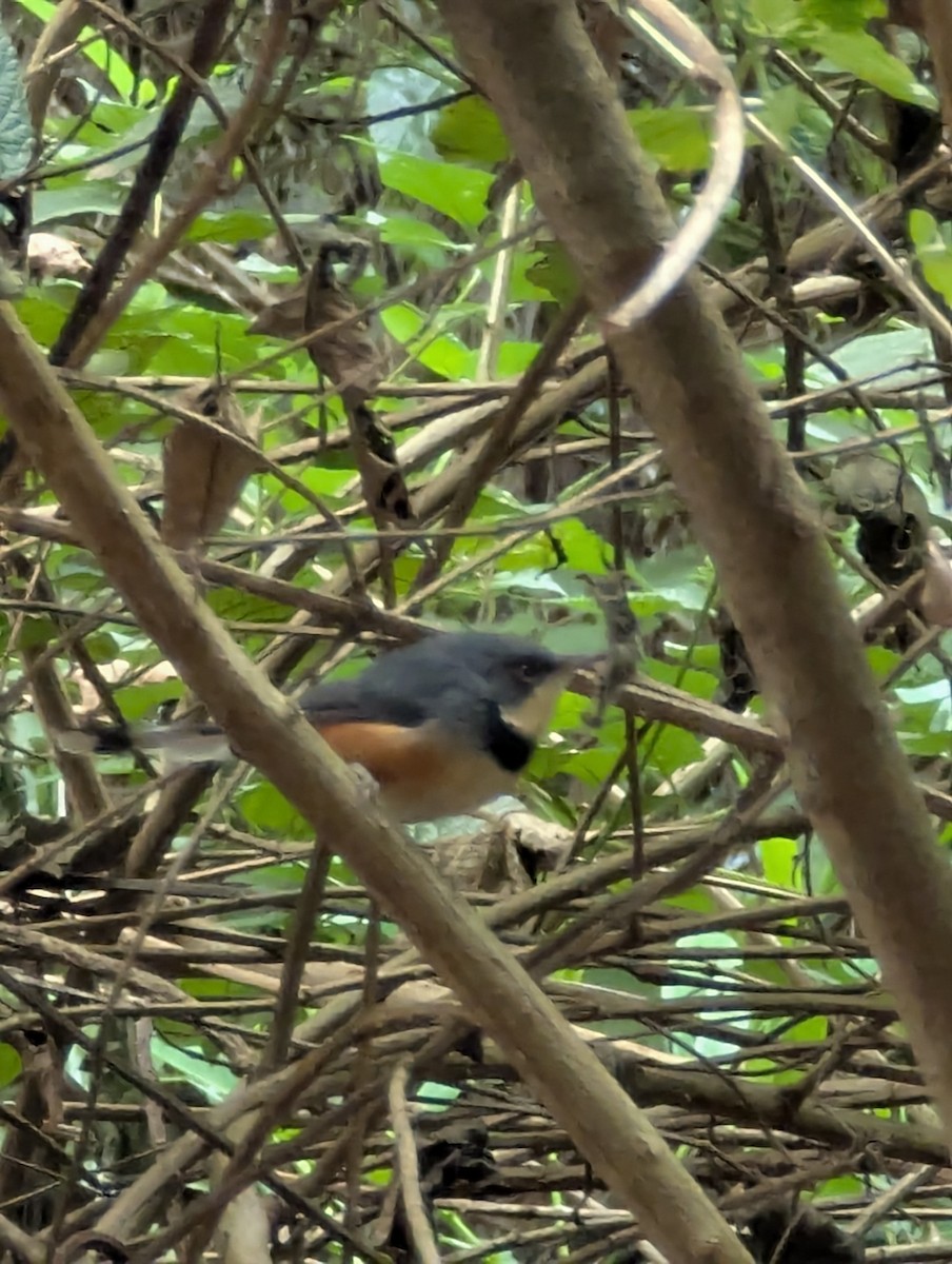 Apalis à col noir - ML641180888