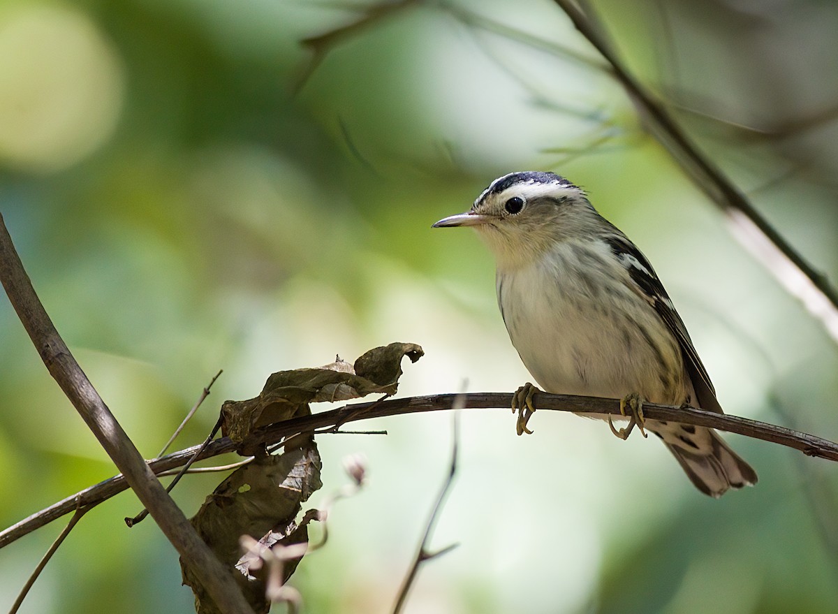 Black-and-white Warbler - ML641180898