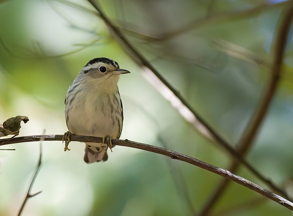 Black-and-white Warbler - ML641180909