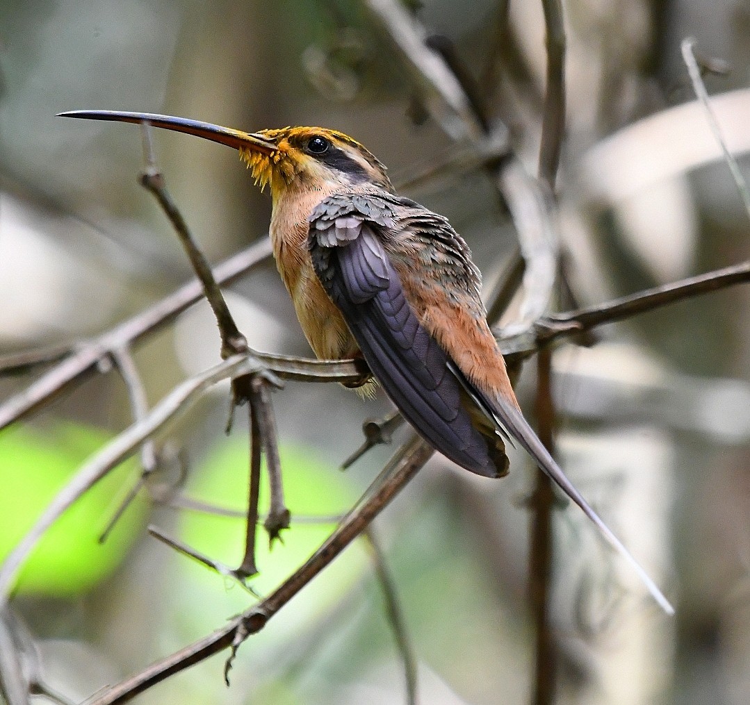 Planalto Hermit - ML641180912