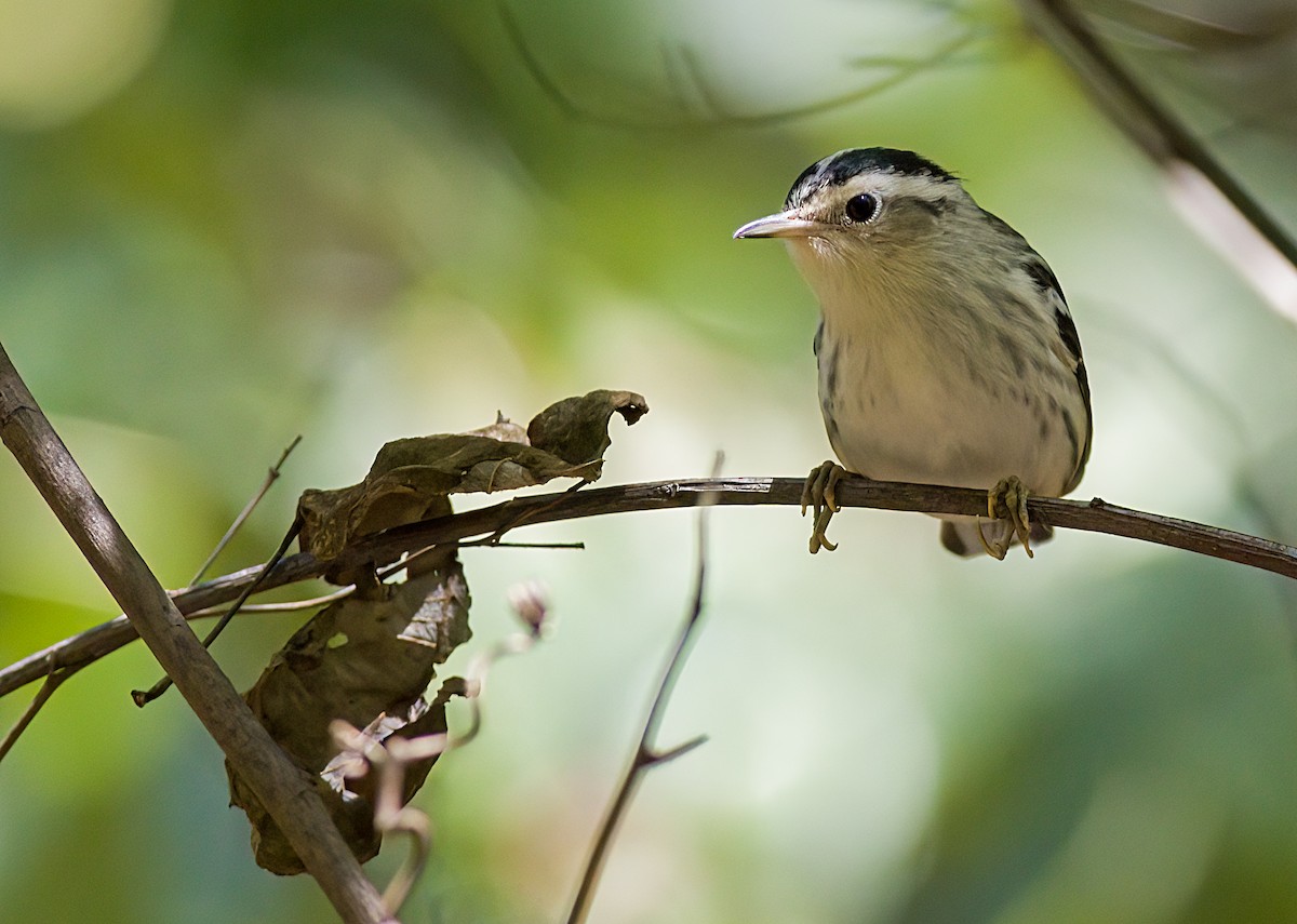 Black-and-white Warbler - ML641180913