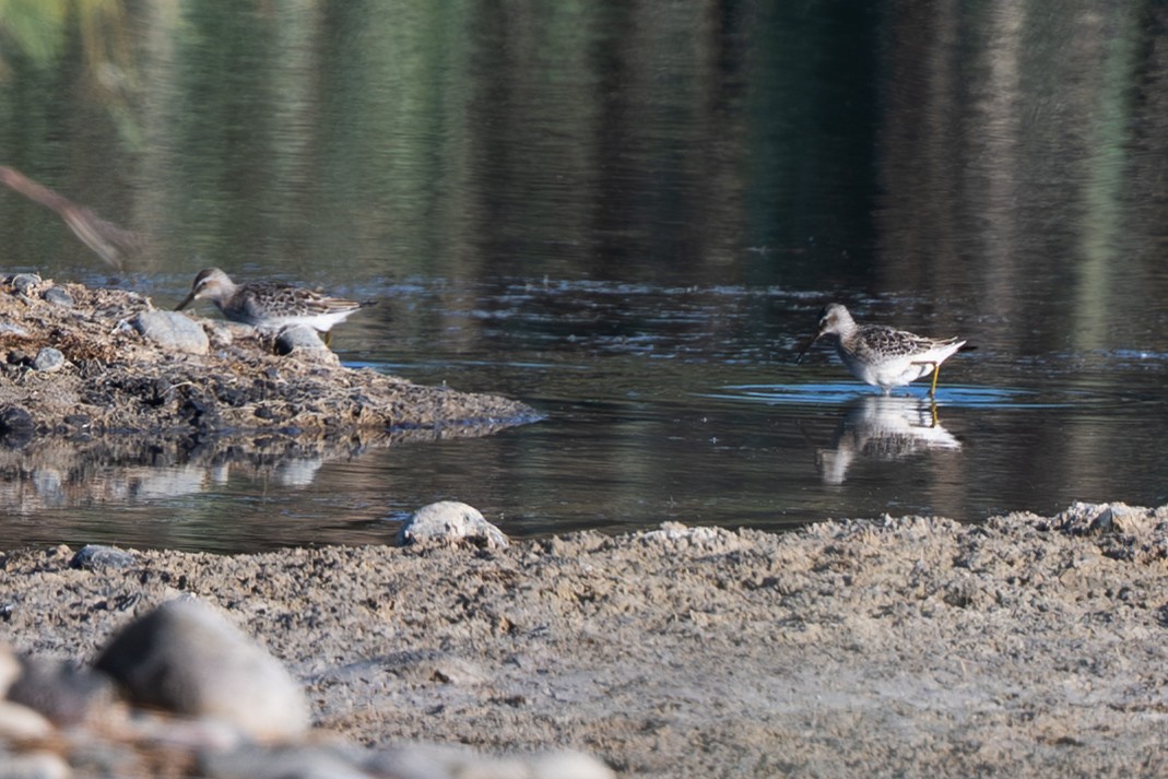 styltesnipe - ML641180957