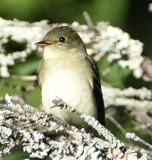 Least Flycatcher - ML641180976