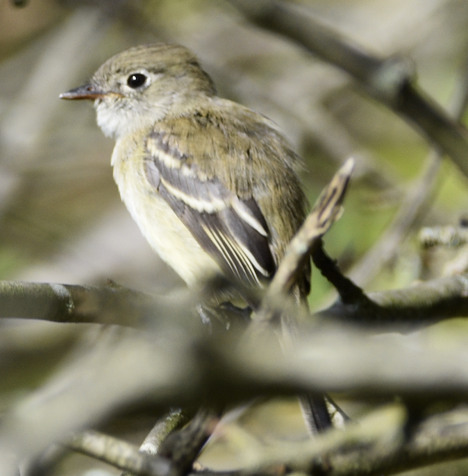 Least Flycatcher - ML641180977