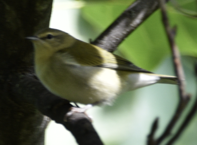 Tennessee Warbler - ML641180988