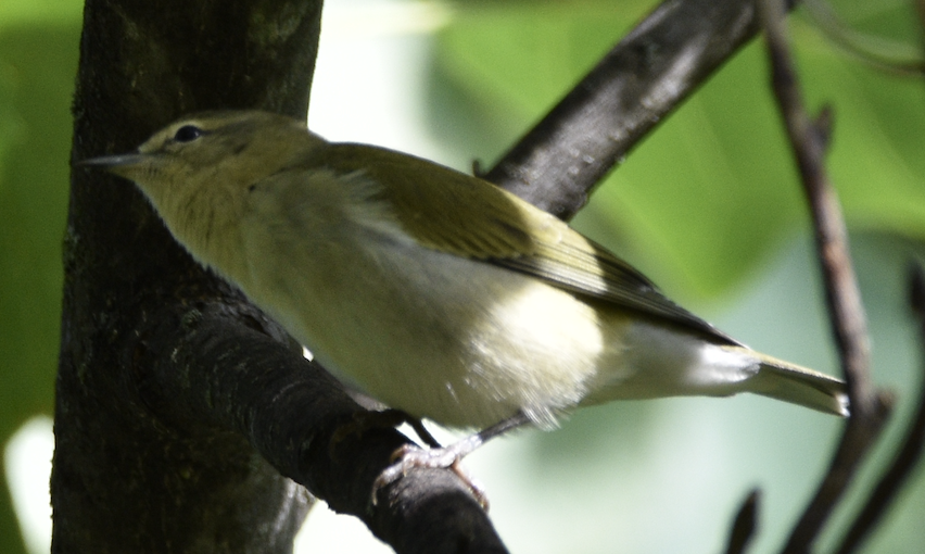 Tennessee Warbler - ML641180989