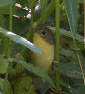 Common Yellowthroat - ML641180999