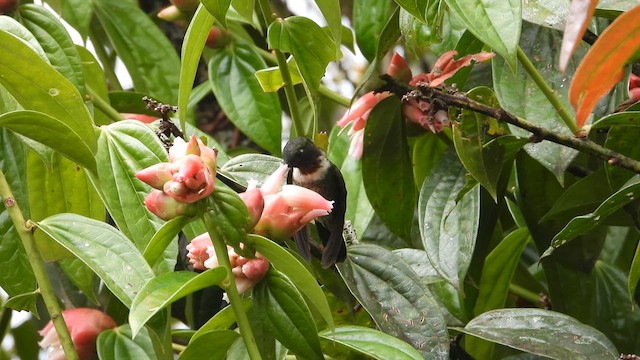 Amethyst-throated Sunangel - ML641181019