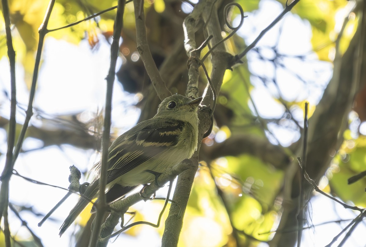 Empidonax sp. - ML641181035