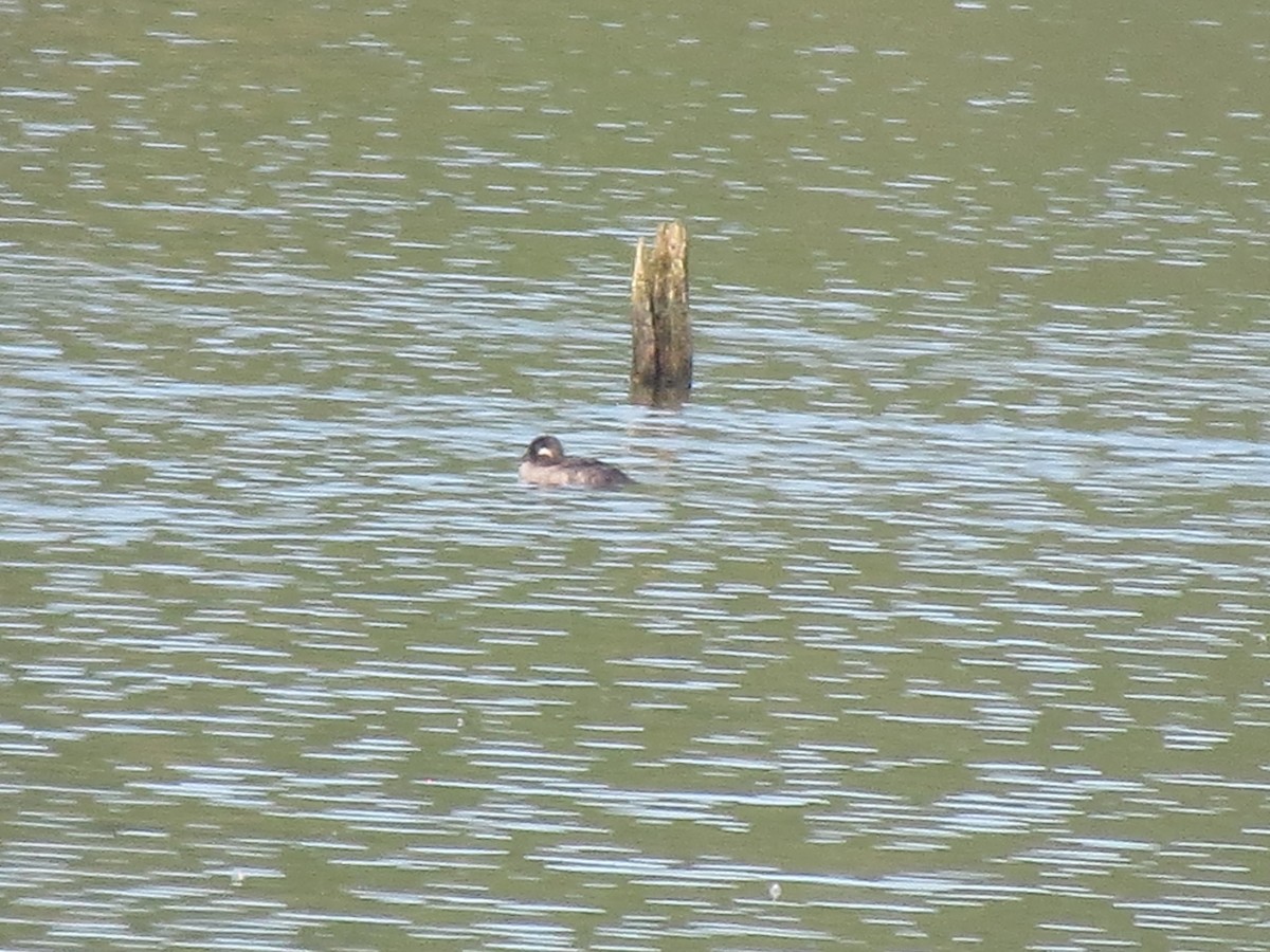 Bufflehead - ML641181047