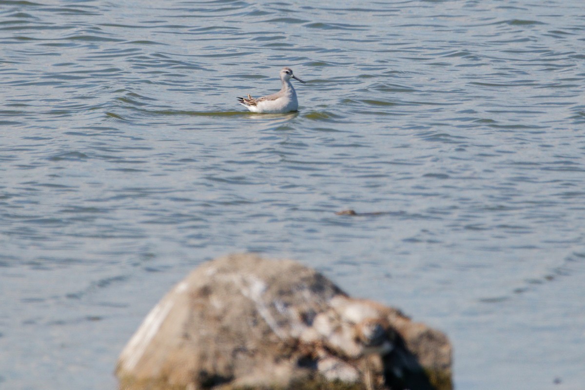 Wilson's Phalarope - ML641181074
