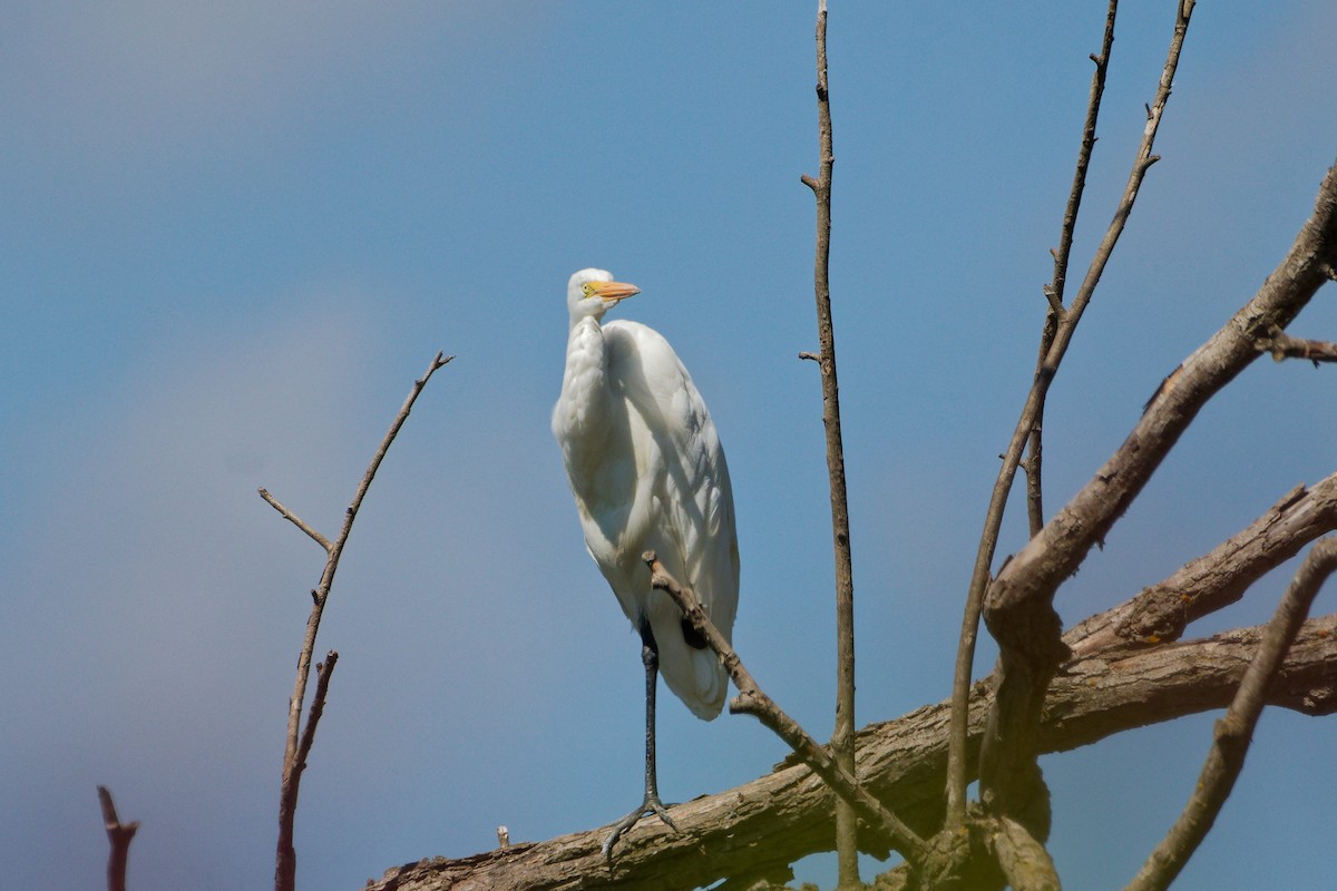 Great Egret - ML641181094
