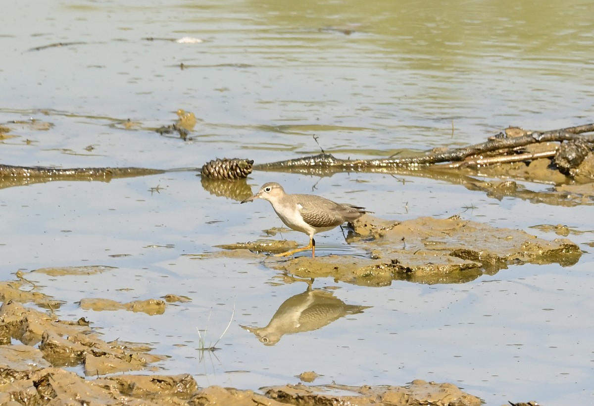 Spotted Sandpiper - ML641181101