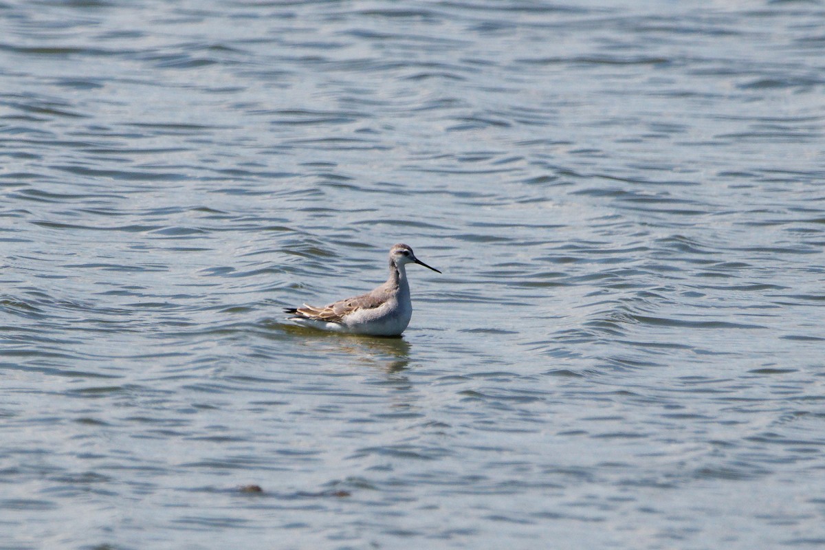 Wilson's Phalarope - ML641181132