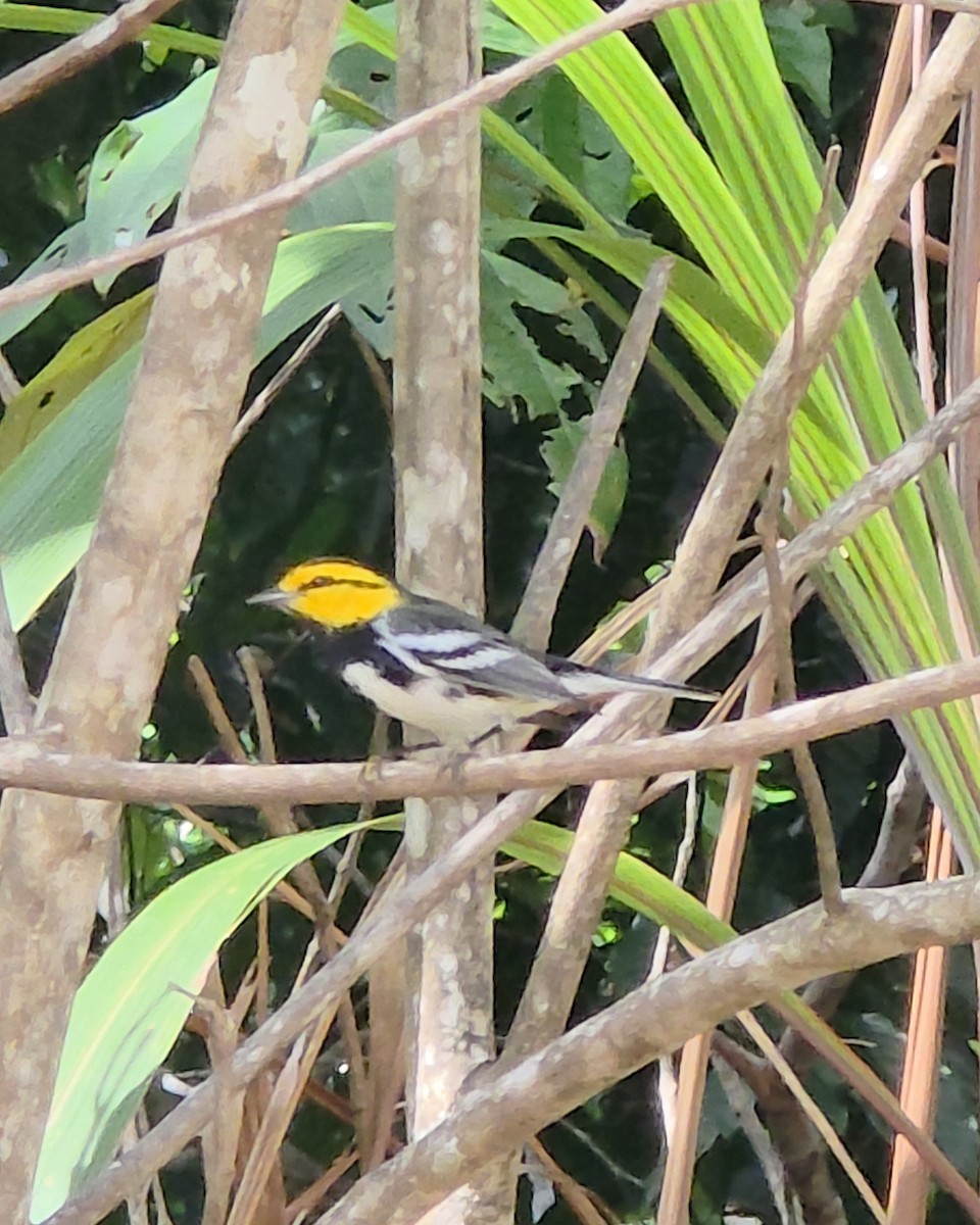 Golden-cheeked Warbler - ML641181135