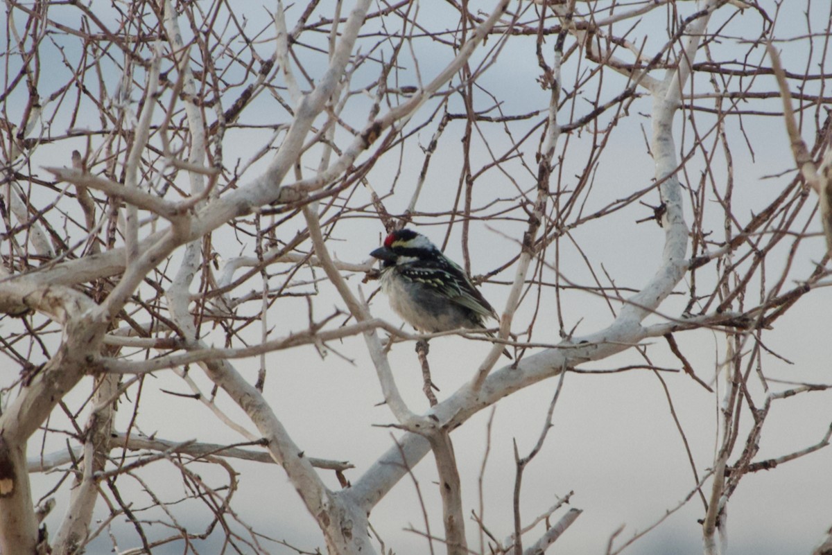 Rotstirn-Bartvogel - ML641181139