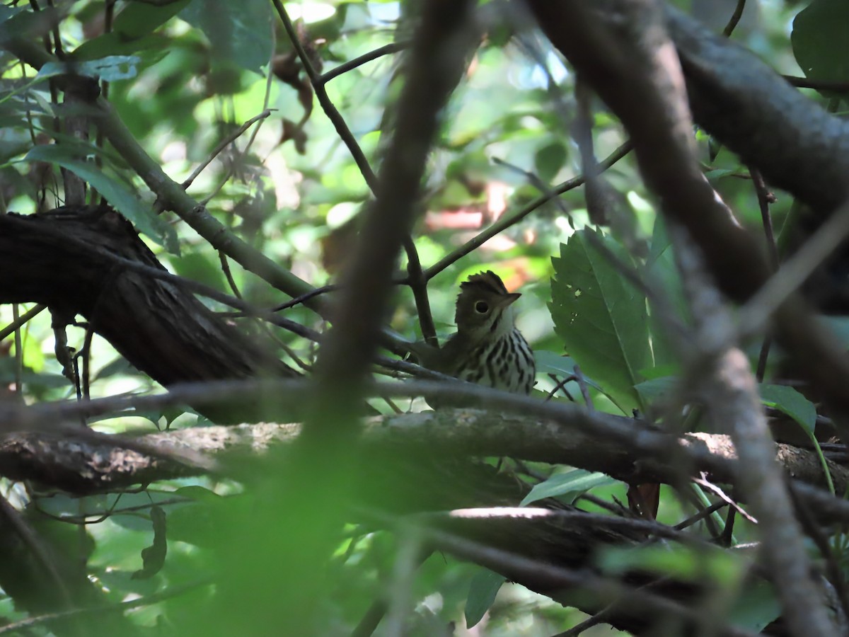 Ovenbird - ML641181146
