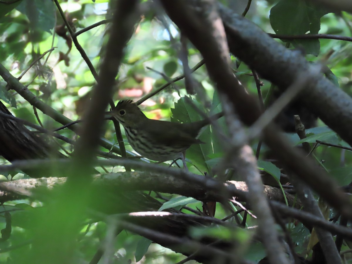 Ovenbird - ML641181147