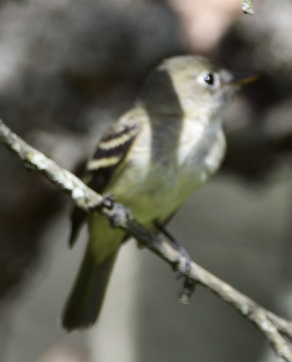 Least Flycatcher - ML641181165