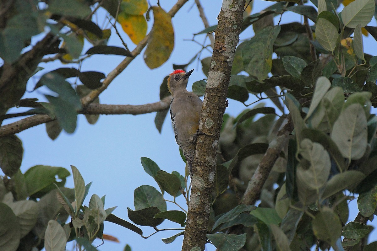 Hoffmann's Woodpecker - ML641181190