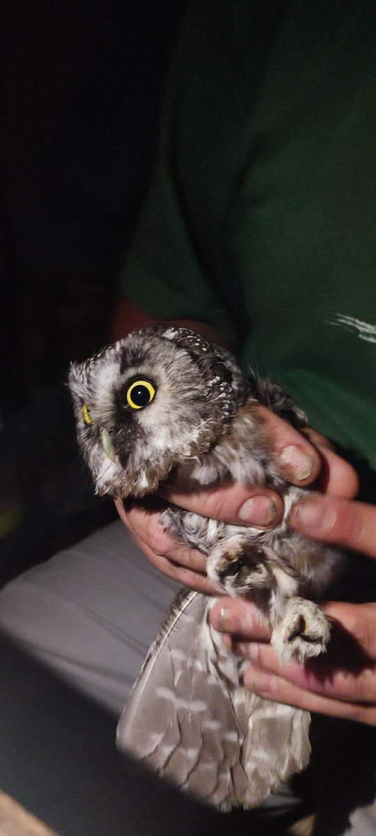 Boreal Owl - ML641181213