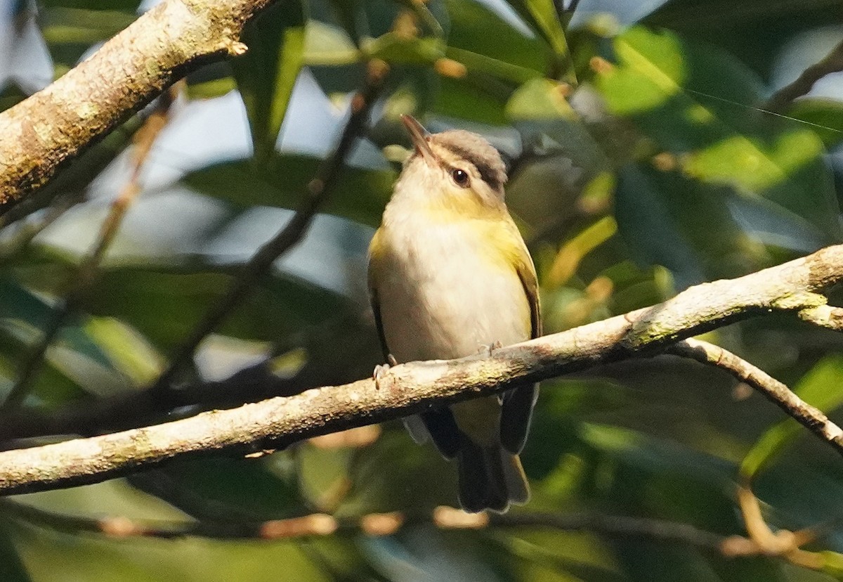 Chivi Vireo - ML641181219