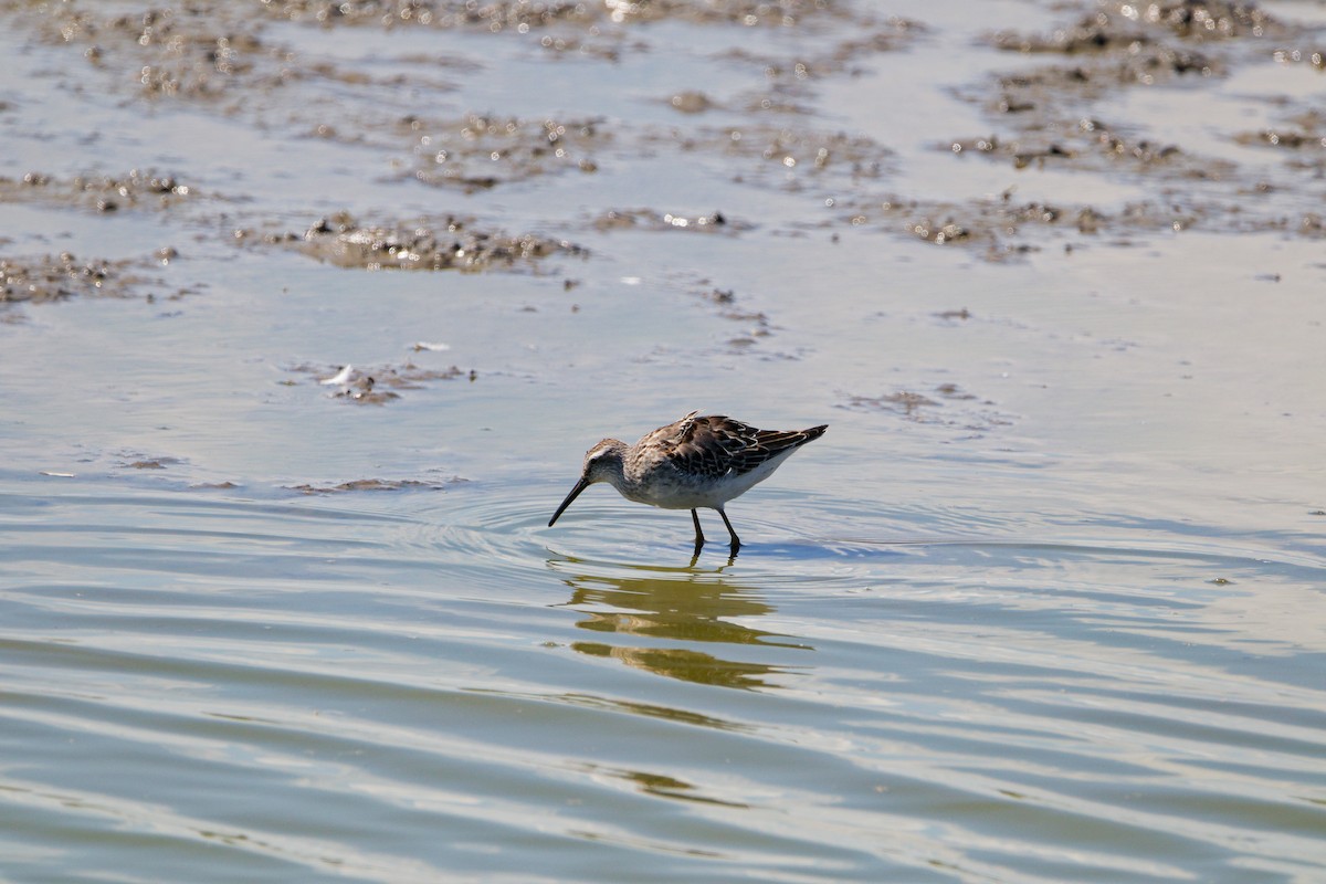 Stilt Sandpiper - ML641181223