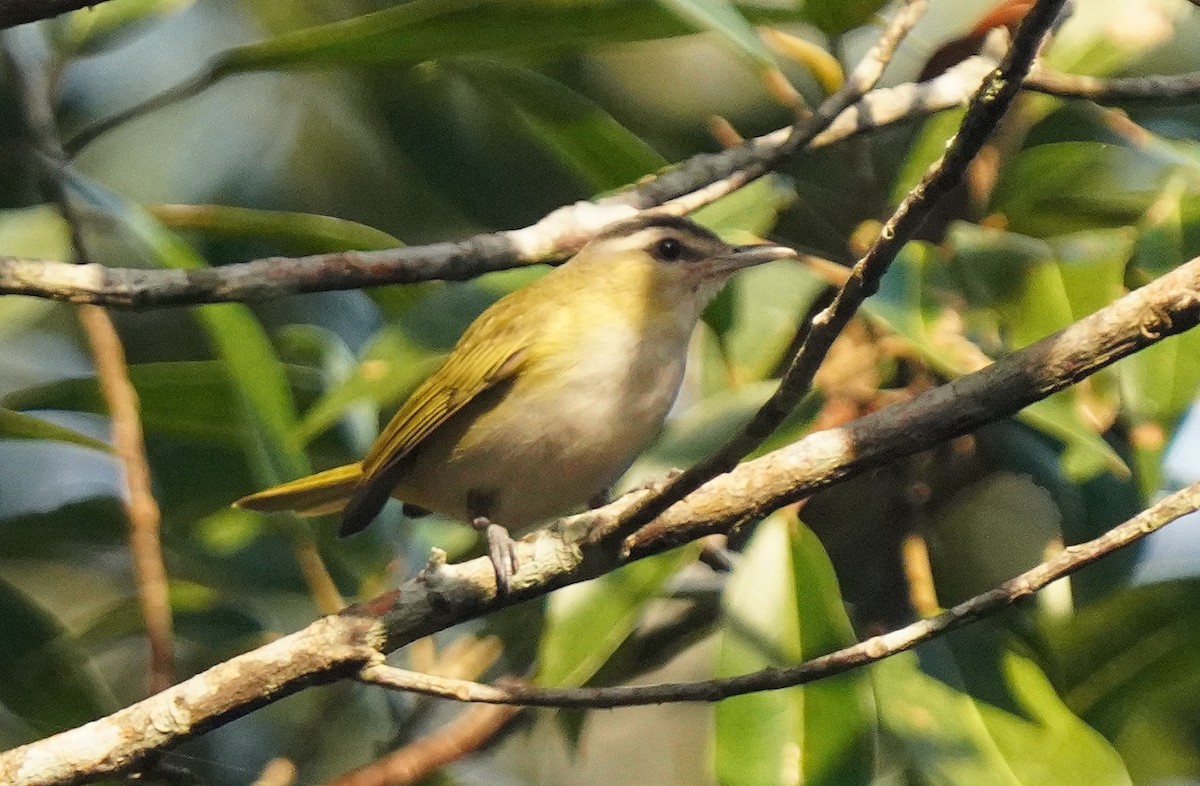 Chivi Vireo - ML641181224