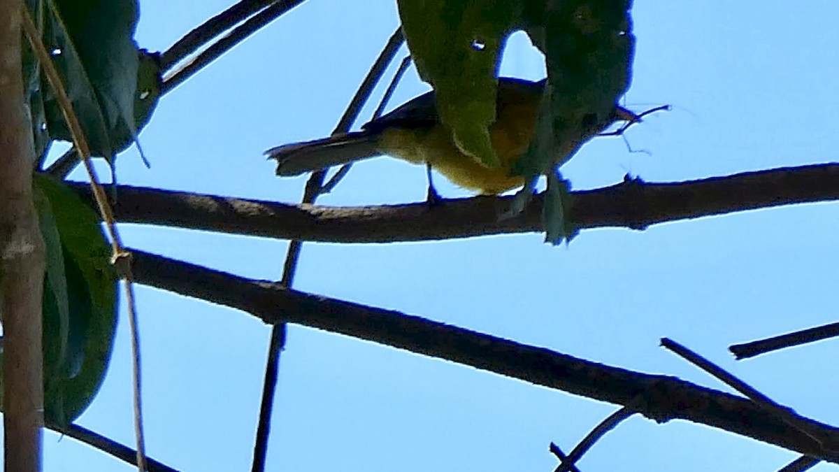 Pale-edged Flycatcher - ML641181274