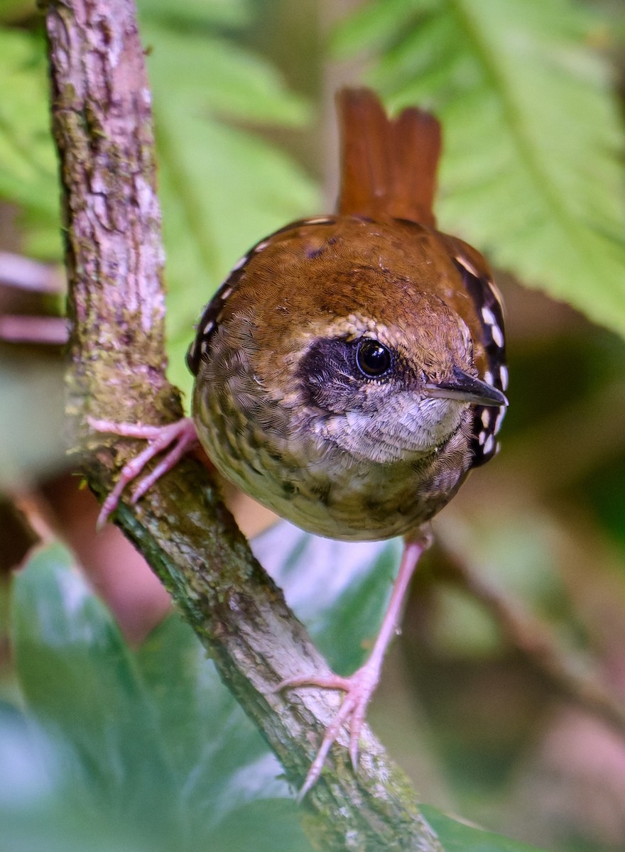 Squamate Antbird - ML641181276