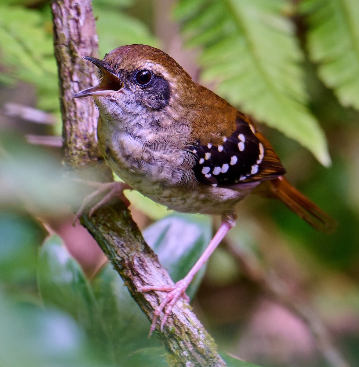 Squamate Antbird - ML641181277