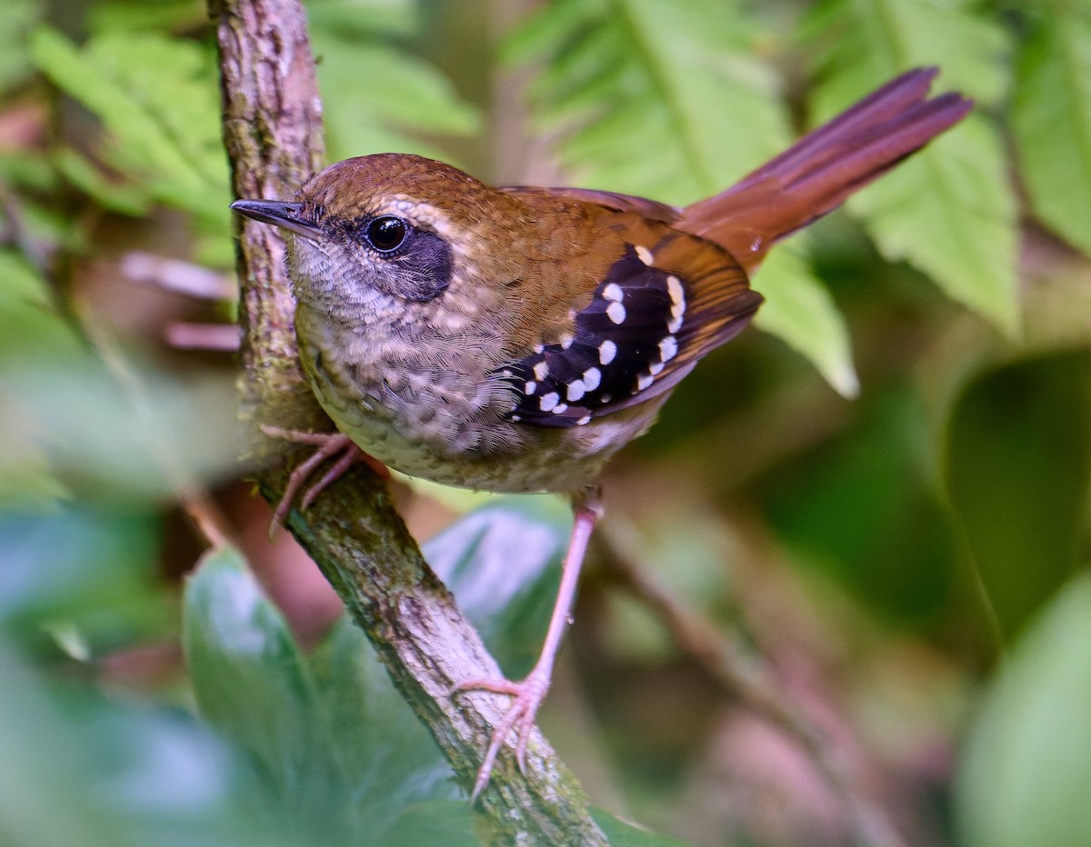 Squamate Antbird - ML641181278