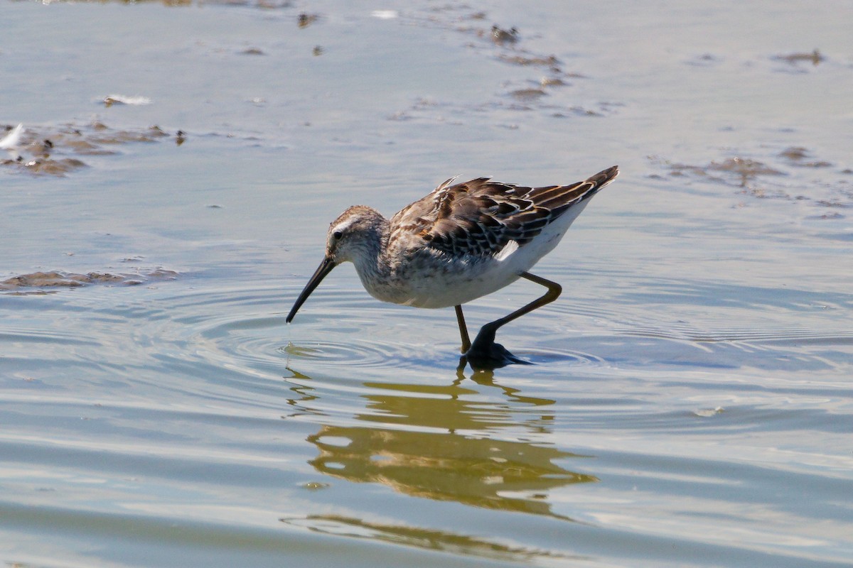Stilt Sandpiper - ML641181289