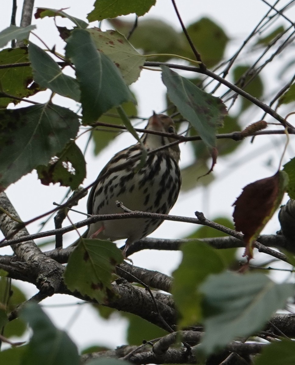 Ovenbird - ML641181332