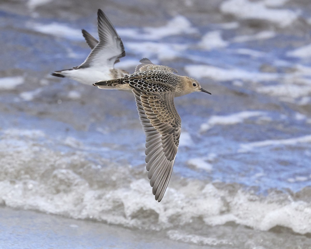 Buff-breasted Sandpiper - ML641181371
