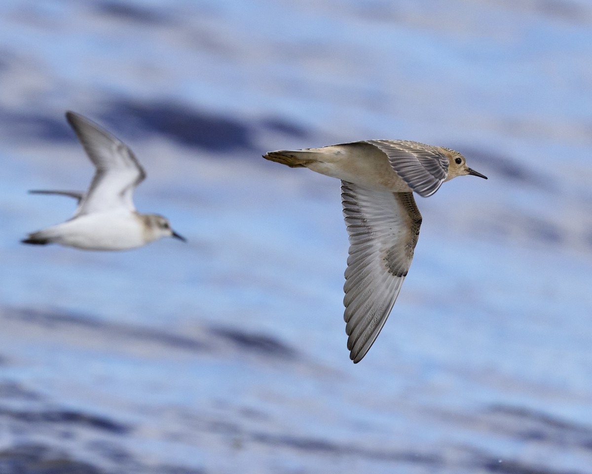 Buff-breasted Sandpiper - ML641181373