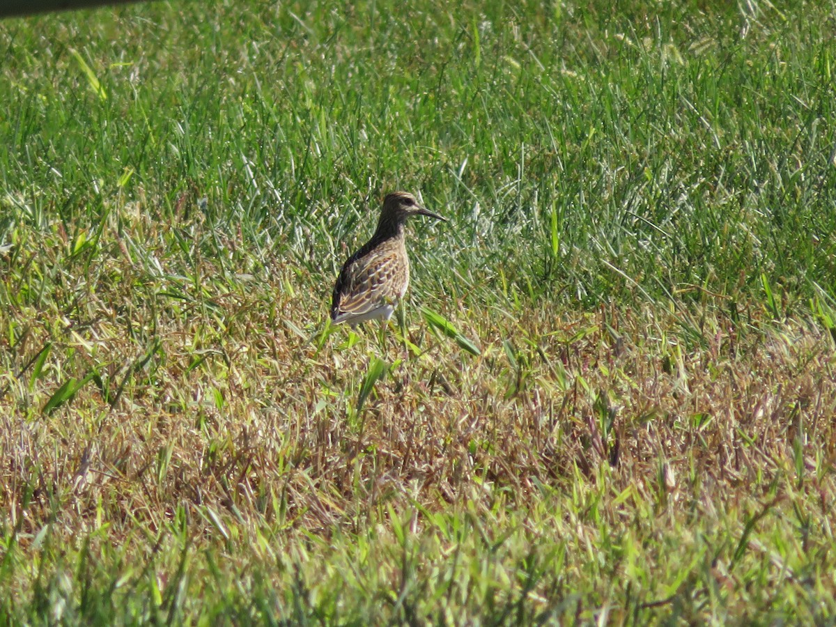 Pectoral Sandpiper - ML641181380