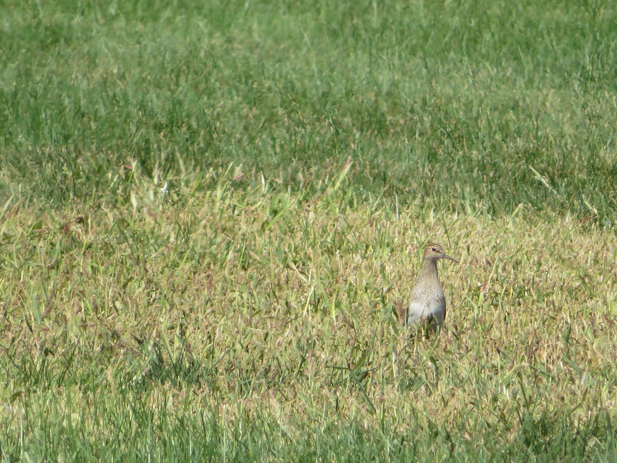 Pectoral Sandpiper - ML641181394