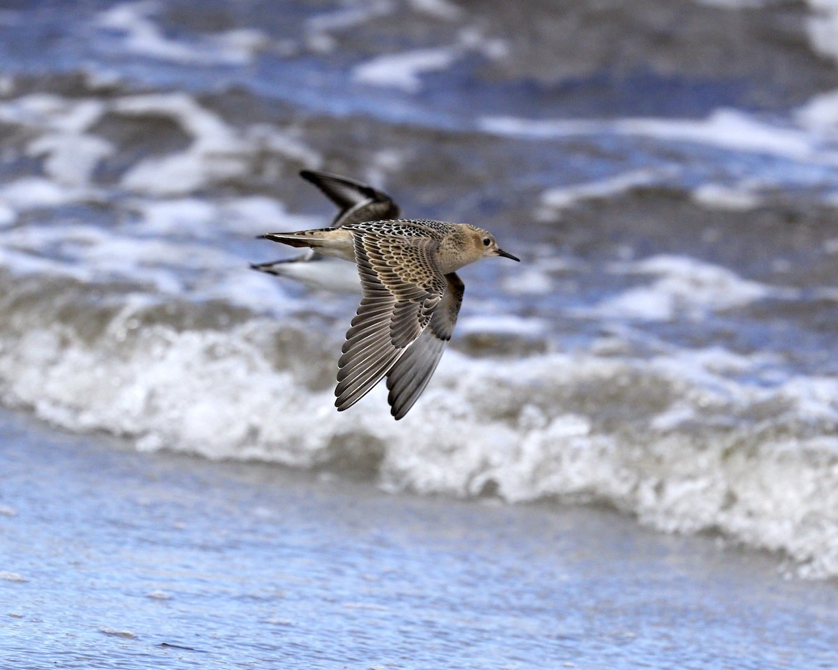 Buff-breasted Sandpiper - ML641181407