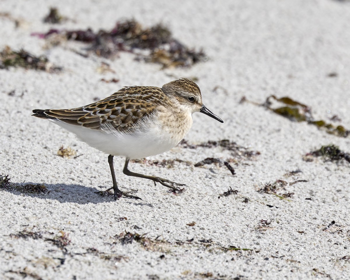 Semipalmated Sandpiper - ML641181432