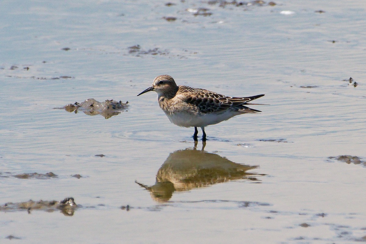 Baird's Sandpiper - ML641181473