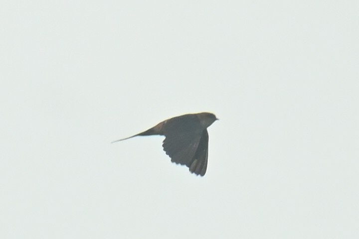 Eastern Red-rumped Swallow (Striated) - ML641181494