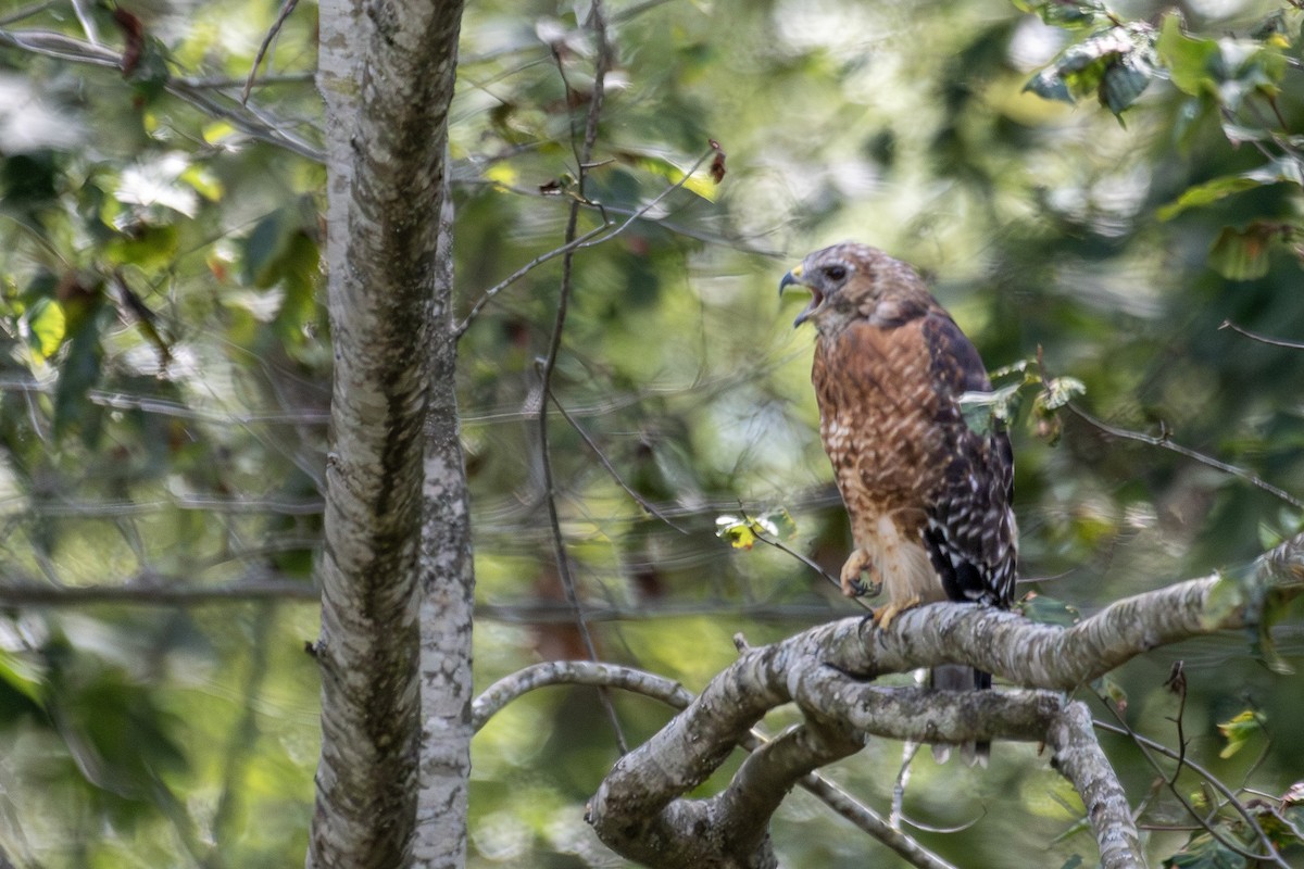 Red-shouldered Hawk - ML641181495