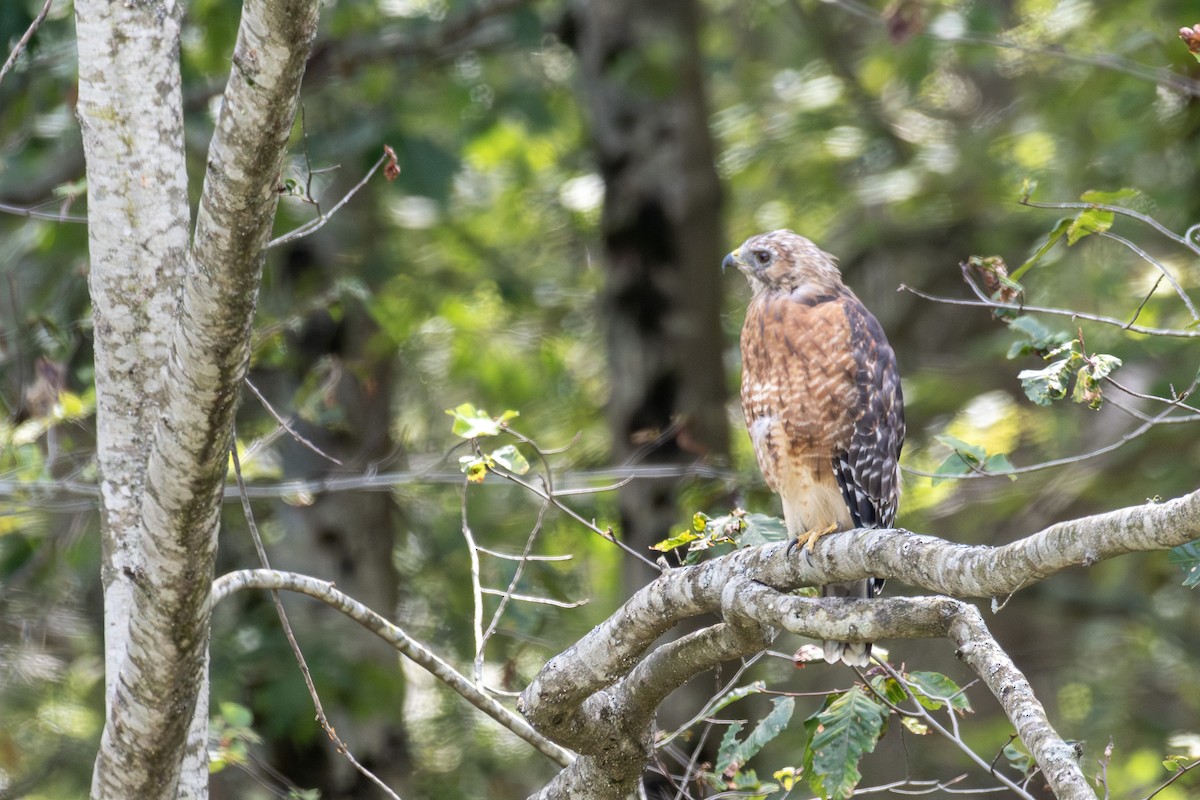 Red-shouldered Hawk - ML641181496