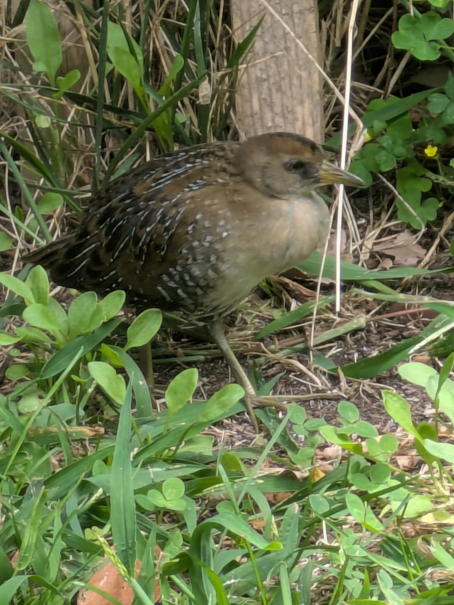 Sora - ML641181497