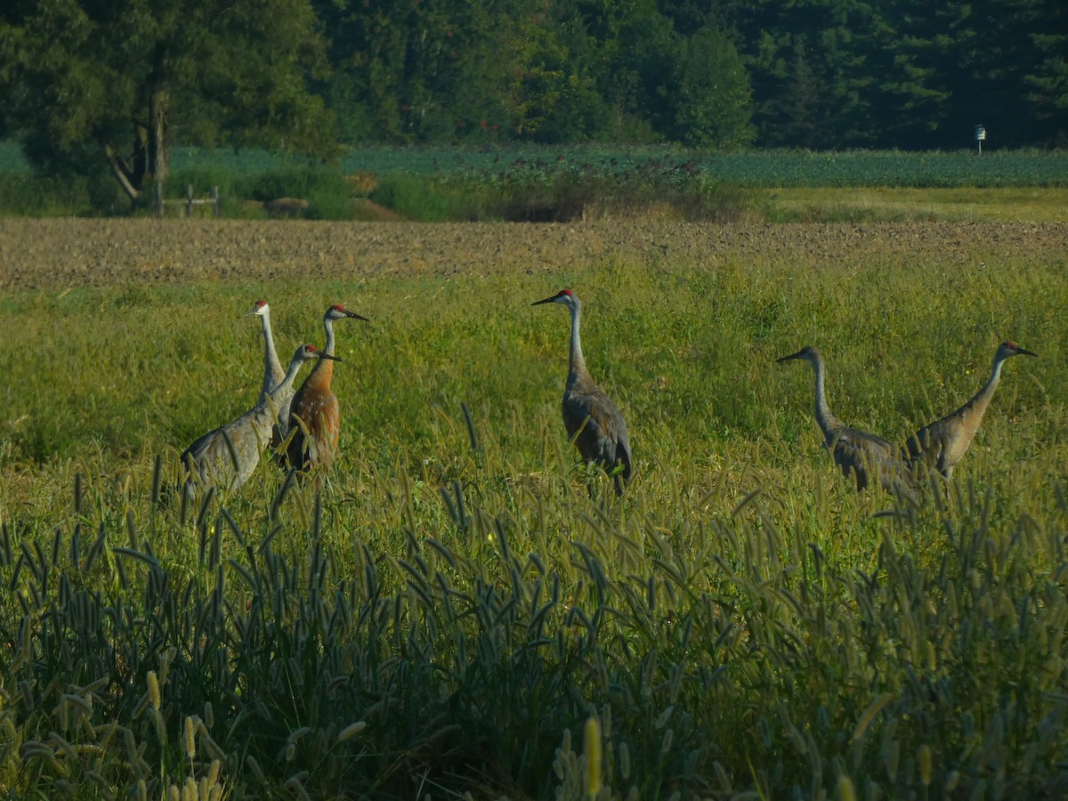 Grue du Canada - ML641181499